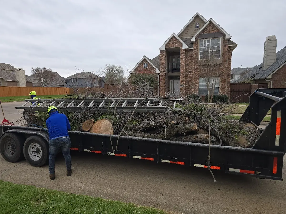 Expert Tree Fertilization with proper safety equipment in Clifton